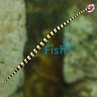 Ringed Pipefish - Medium