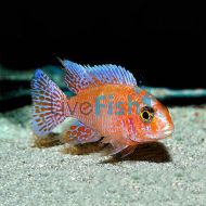 Dragon Blood Cichlid