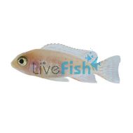 Dragon Blood Cichlid