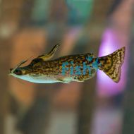 Driftwood Catfish 