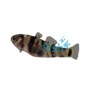 Dwarf Bumble Bee Goby