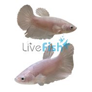 Female Betta Ele Ear Platinum 