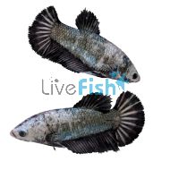 Female Betta Select Halfmoon Dragon