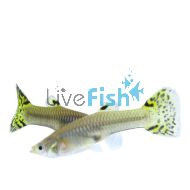 Female Cobra Green Guppy 3.5cm