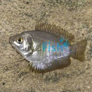 Female Dwarf Gourami 