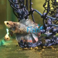 Female Fighter Doubletail