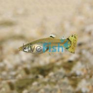 Female Yellow Tail Guppy 3.5cm