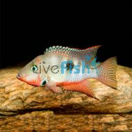 Firemouth Cichlid 