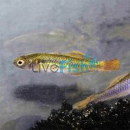 Firetail Gudgeon