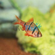 Five Banded Barb