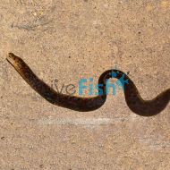 Freshwater Tiger Moray Eel 