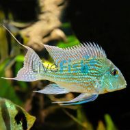 Geophagus Sveni	