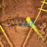 Geophagus Green Horseface
