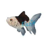 Oranda Black & White