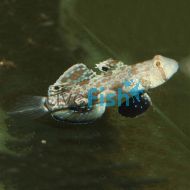 Signal Goby MED