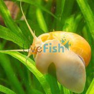 Gold Mystery Snail
