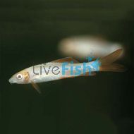 Golden Shark Albino Rainbow