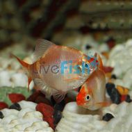 Golden Tiger Barb 