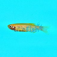 Gold Zebra Danio