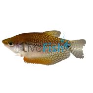 Golden Lace Pearl Gourami