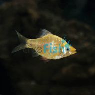 Golden Tiger Barb