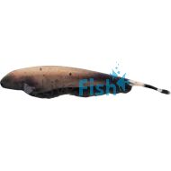 Grey Ghost Knife Fish 