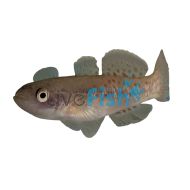 Gudgeon Purple Spotted - Prior Creek 3cm