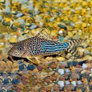 Corydoras Haraldshultzi