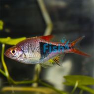 Harlequin Rasbora