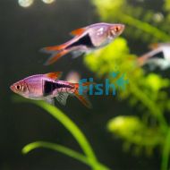 Harlequin Rasbora