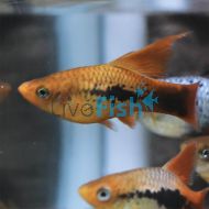 Hi-Fin Platy