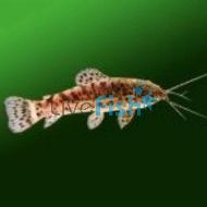 Hoplosternum Pectorale