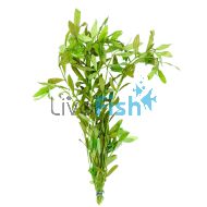 Hygrophila Sunset - Bunch