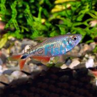 Buenos Aires Tetra