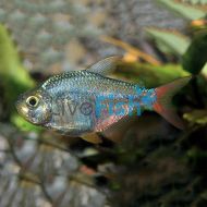 Red-Blue Columbian Tetra 4cm