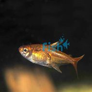 Fire Ember Tetra