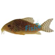 Corydoras Sterbai