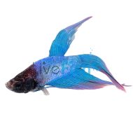 Male Siamese Betta Cambodian