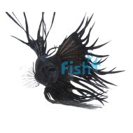 Male Siamese Betta Crowntail Black