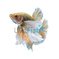 Male Siamese Betta Elephant Ear