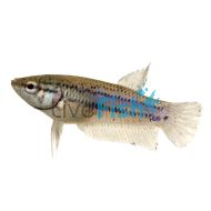 Female Siamese Betta Fighter