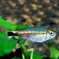 January Tetra