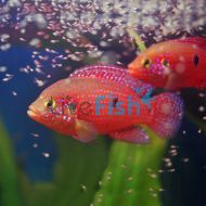 Red Forest Jewel 5cm