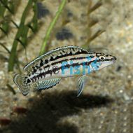 Julidochromis Marlieri 