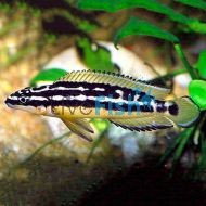 Julidochromis Transcriptus Albino