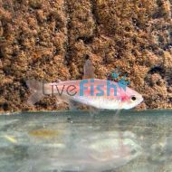 Kerri Tetra Gold Blue Emperor