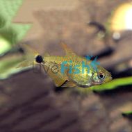 Kitty Tetra
