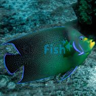 Koran Angelfish - Medium Juvenile
