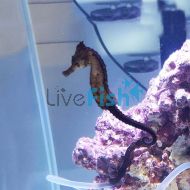 Seahorse - Kuda