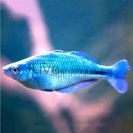 Turquoise Rainbow - Lacustris